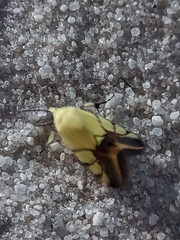 Eusceptis irretita