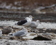 Larus marinus
