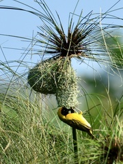 Ploceus intermedius cabanisii