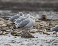 Larus argentatus