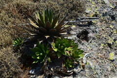 Agave horrida horrida