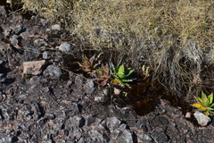 Agave horrida horrida