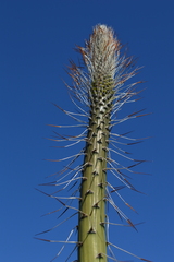 Agave horrida horrida
