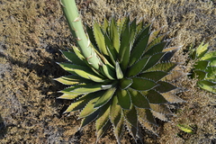 Agave horrida horrida