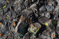 Agave horrida horrida