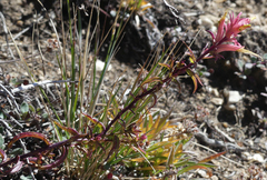 Castilleja linariifolia