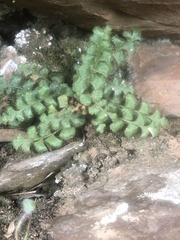 Asplenium subglandulosum