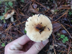 Lepiota spheniscispora