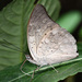 Mariposa Hojarasca de Dos Manchas - Photo (c) Roger Rittmaster, algunos derechos reservados (CC BY-NC), subido por Roger Rittmaster