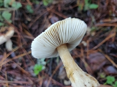 Lepiota spheniscispora