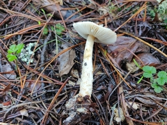 Lepiota spheniscispora