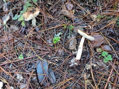Lepiota spheniscispora