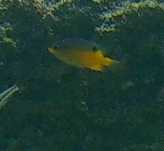 Stegastes flavilatus