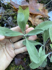 Salvia sonomensis