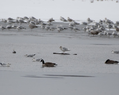 Larus glaucoides kumlieni