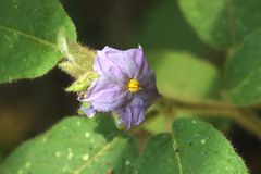 Solanum densevestitum
