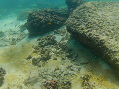 Stegastes flavilatus