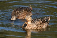 Anas platyrhynchos × fulvigula