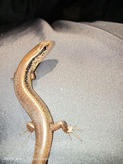 Scincella cherriei stuarti