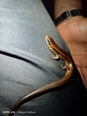 Scincella cherriei stuarti