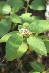 Solanum densevestitum