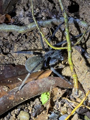 Ancylometes bogotensis