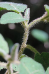Solanum densevestitum