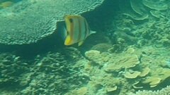 Chelmon rostratus