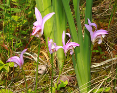 Arethusa bulbosa