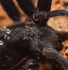 Ancylometes bogotensis