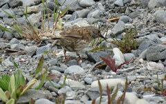 Prunella modularis occidentalis