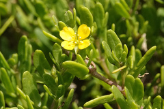 Roepera billardierei