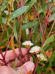 Eucalyptus nitida