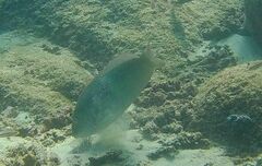 Halichoeres dispilus