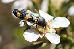 Castiarina inconspicua