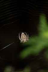 Eriophora