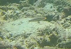 Halichoeres nicholsi