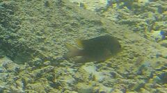 Stegastes flavilatus