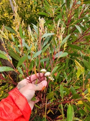 Eucalyptus nitida