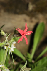 Silene virginica