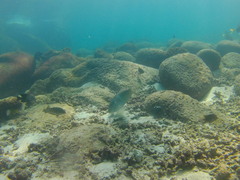 Halichoeres nicholsi