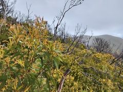 Eucalyptus nitida