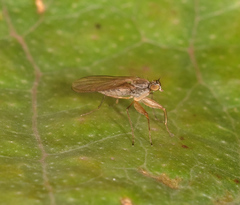 Ptilophyllodromia biroi