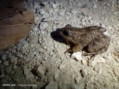 Leptodactylus melanonotus