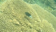 Acanthochromis polyacanthus