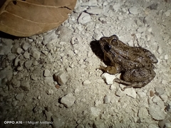 Leptodactylus melanonotus