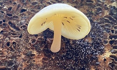 Conchomyces bursiformis