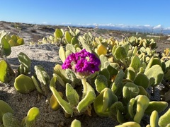Abronia maritima