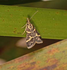 Scoparia spelaea