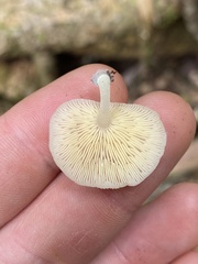 Conchomyces bursiformis